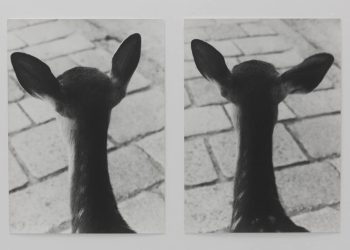 Jochen-Lempert-Symmetry-and-Architecture-Deers-fisheye-1200x801